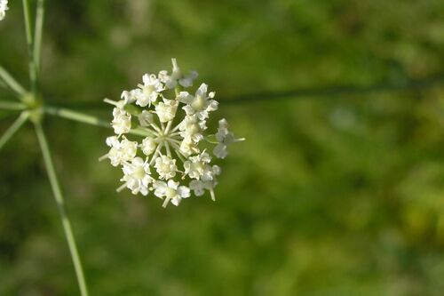 Dichoropetalum schottii, photograph 4