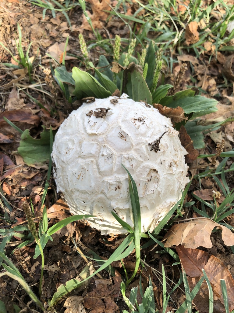 Giant Pasture Puffball from Monarch Ln, Davis, CA, US on September 22 ...