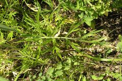 Dichoropetalum schottii, photograph (c) Olivier Argagnon, some rights reserved (CC BY)