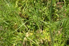 Dichoropetalum schottii, photograph (c) Olivier Argagnon, some rights reserved (CC BY)