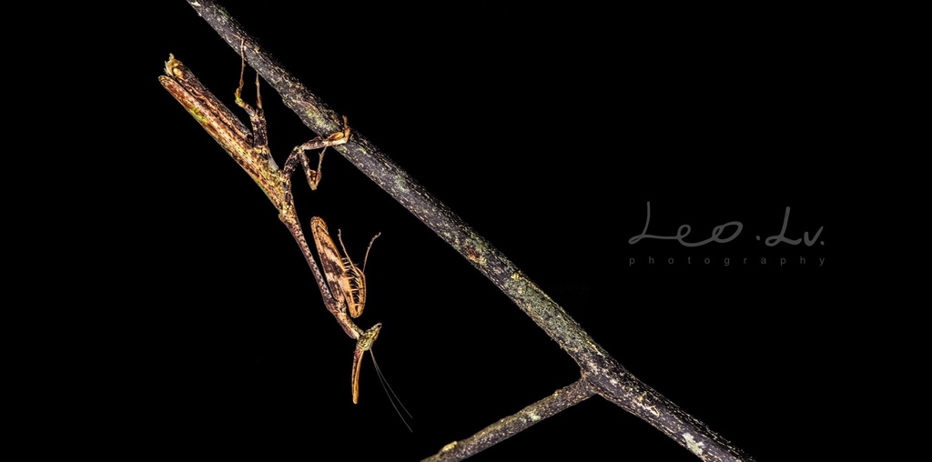 Phyllothelys werneri