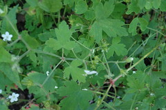 Geranium wislizeni