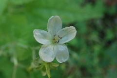 Geranium wislizeni