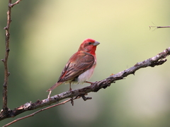 Carpodacus erythrinus