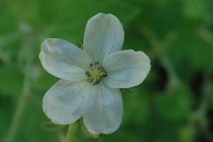 Geranium wislizeni