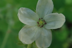 Geranium wislizeni
