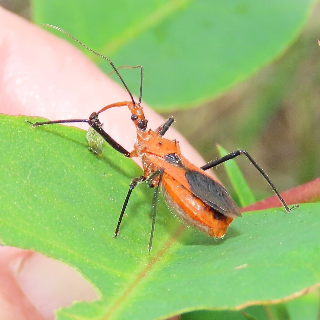 Orange Assassin Bug from Verona NSW 2550, Australia on January 4, 2025 ...