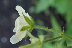 Geranium wislizeni