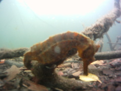 Hippocampus ingens