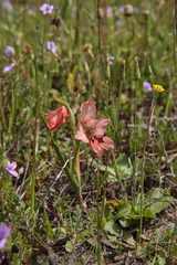 Gladiolus meliusculus