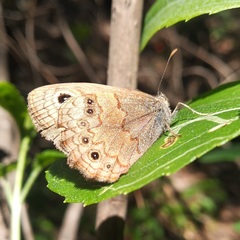 Paramacera xicaque xicaque