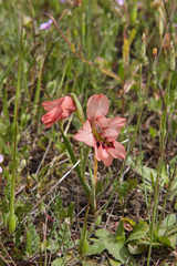 Gladiolus meliusculus