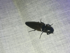 Orthostethus infuscatus