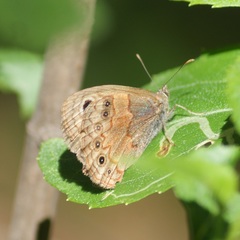 Paramacera xicaque xicaque
