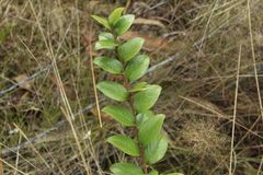Xylosma spiculifera