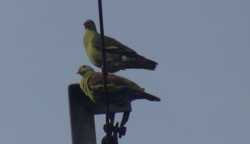 Thick-billed Green-Pigeon