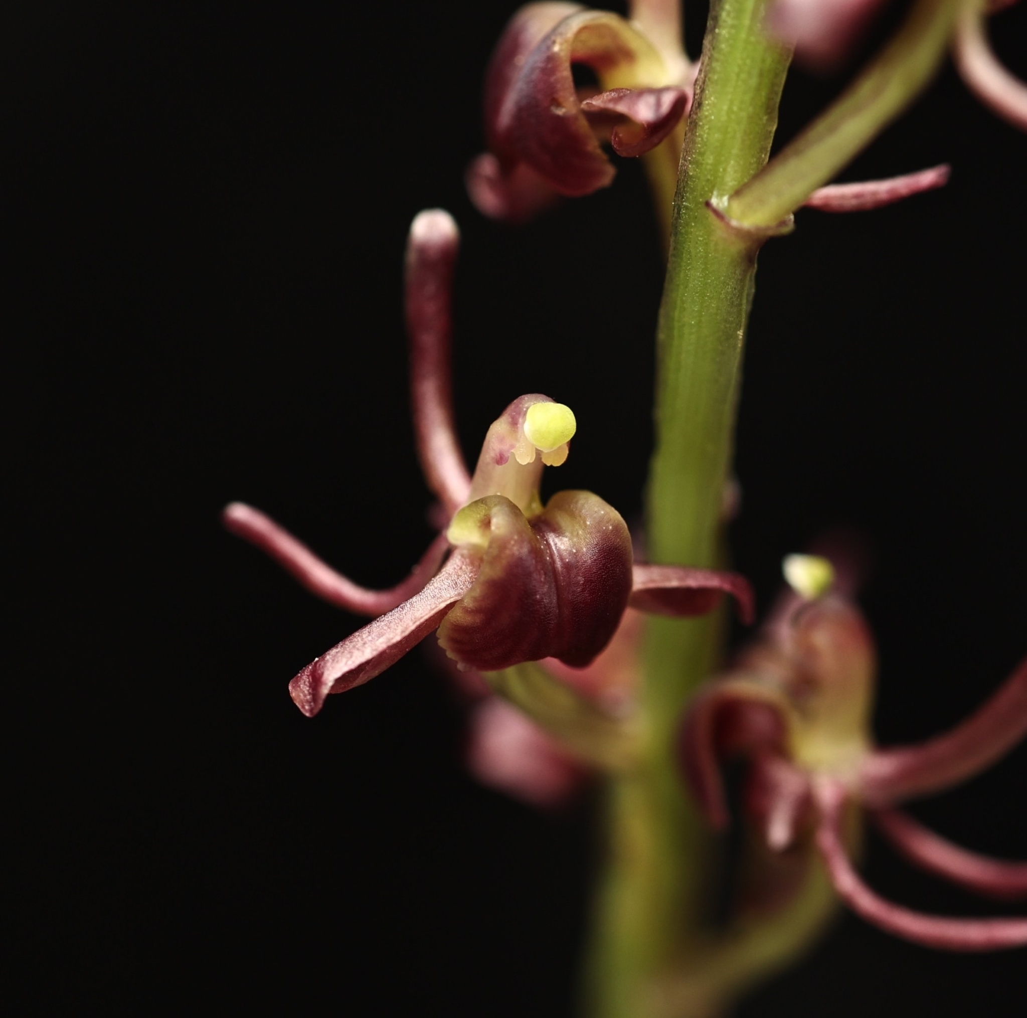 Liparis nervosa