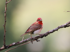 Carpodacus erythrinus