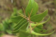 Xylosma spiculifera