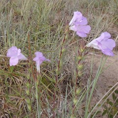 Agalinis densiflora