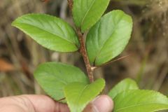 Xylosma spiculifera