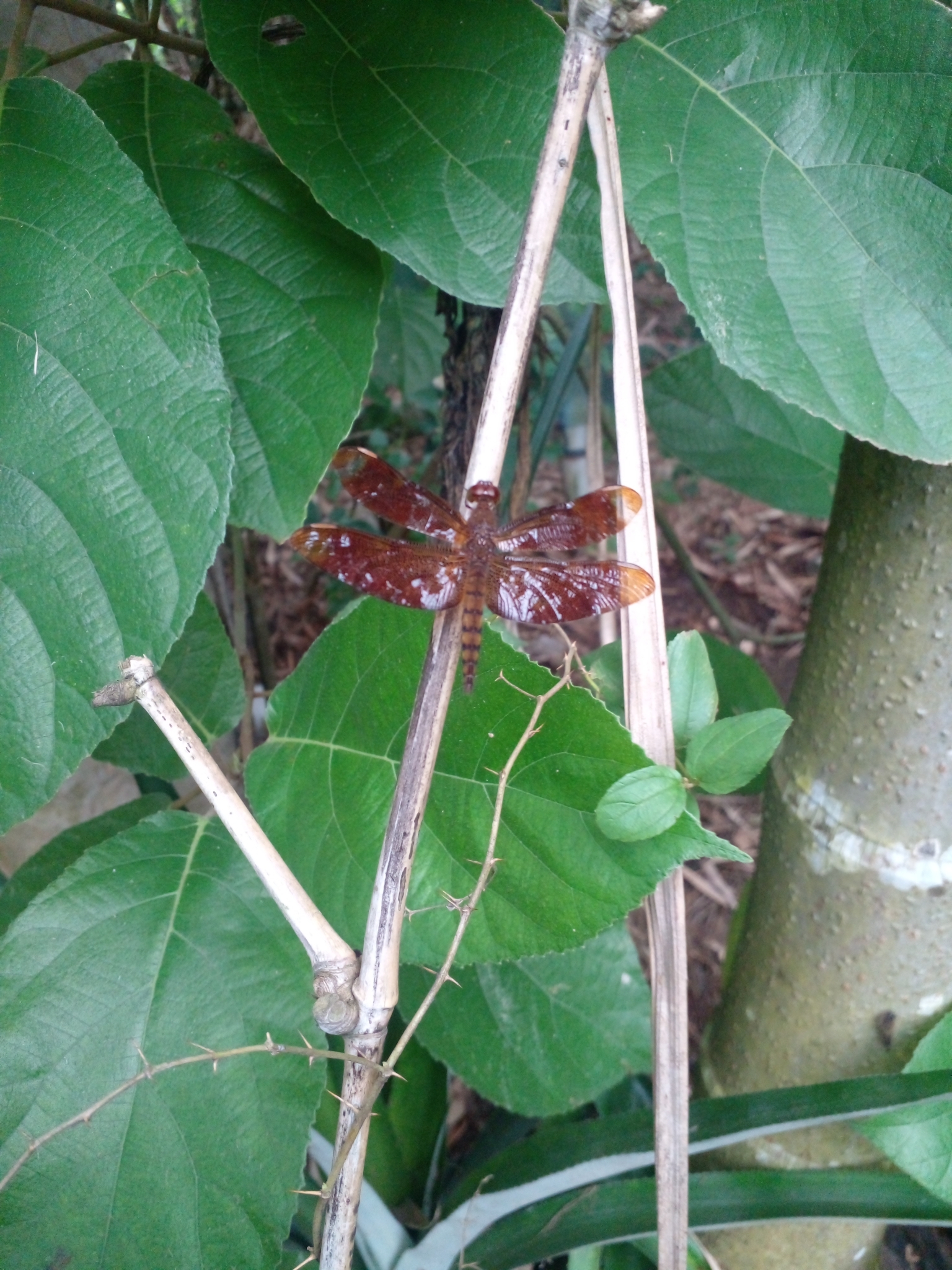 Fulvous Forest Skimmer