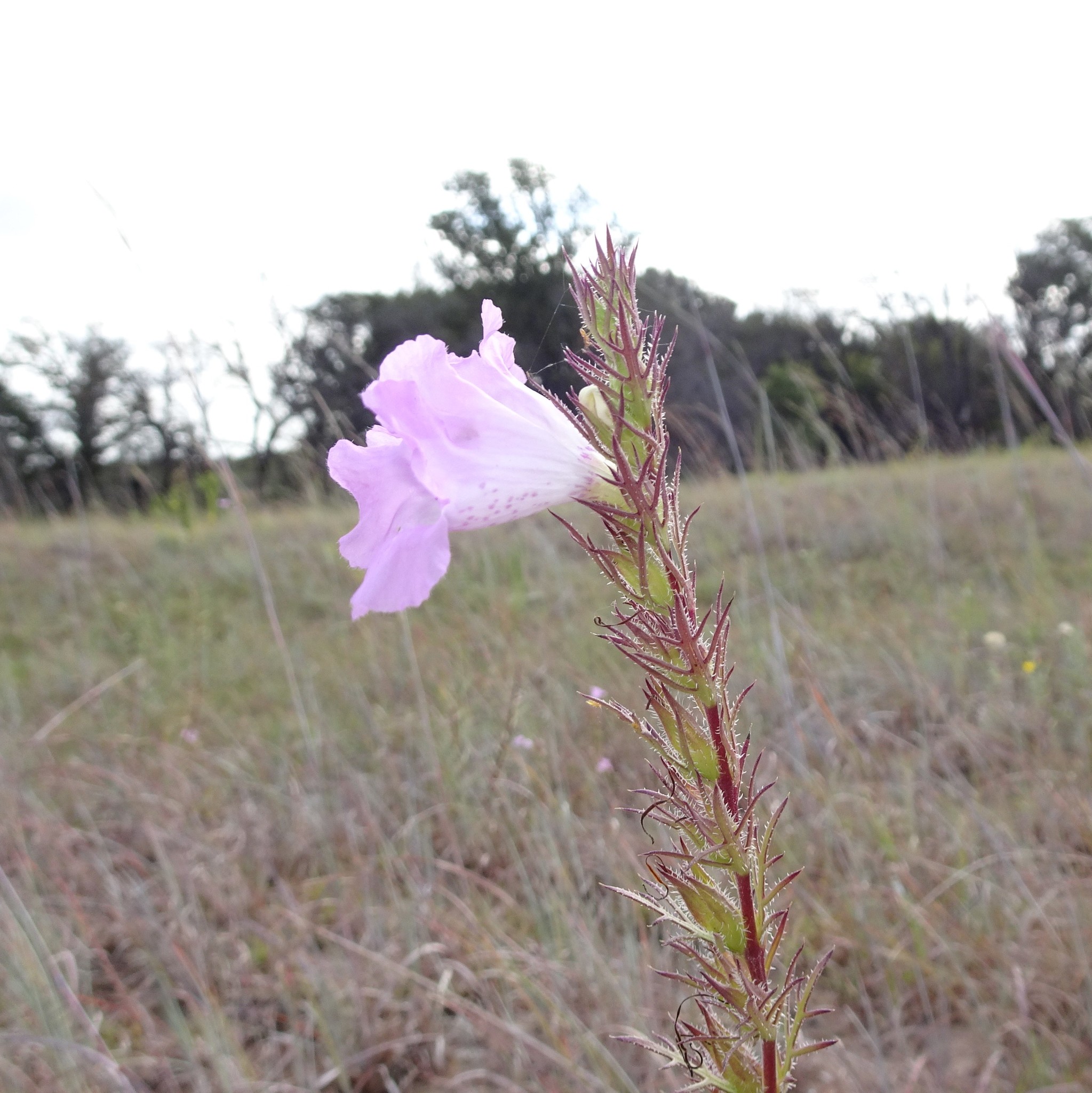 Agalinis densiflora