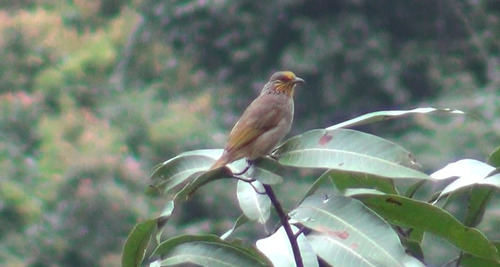 Stripe-throated Bulbul