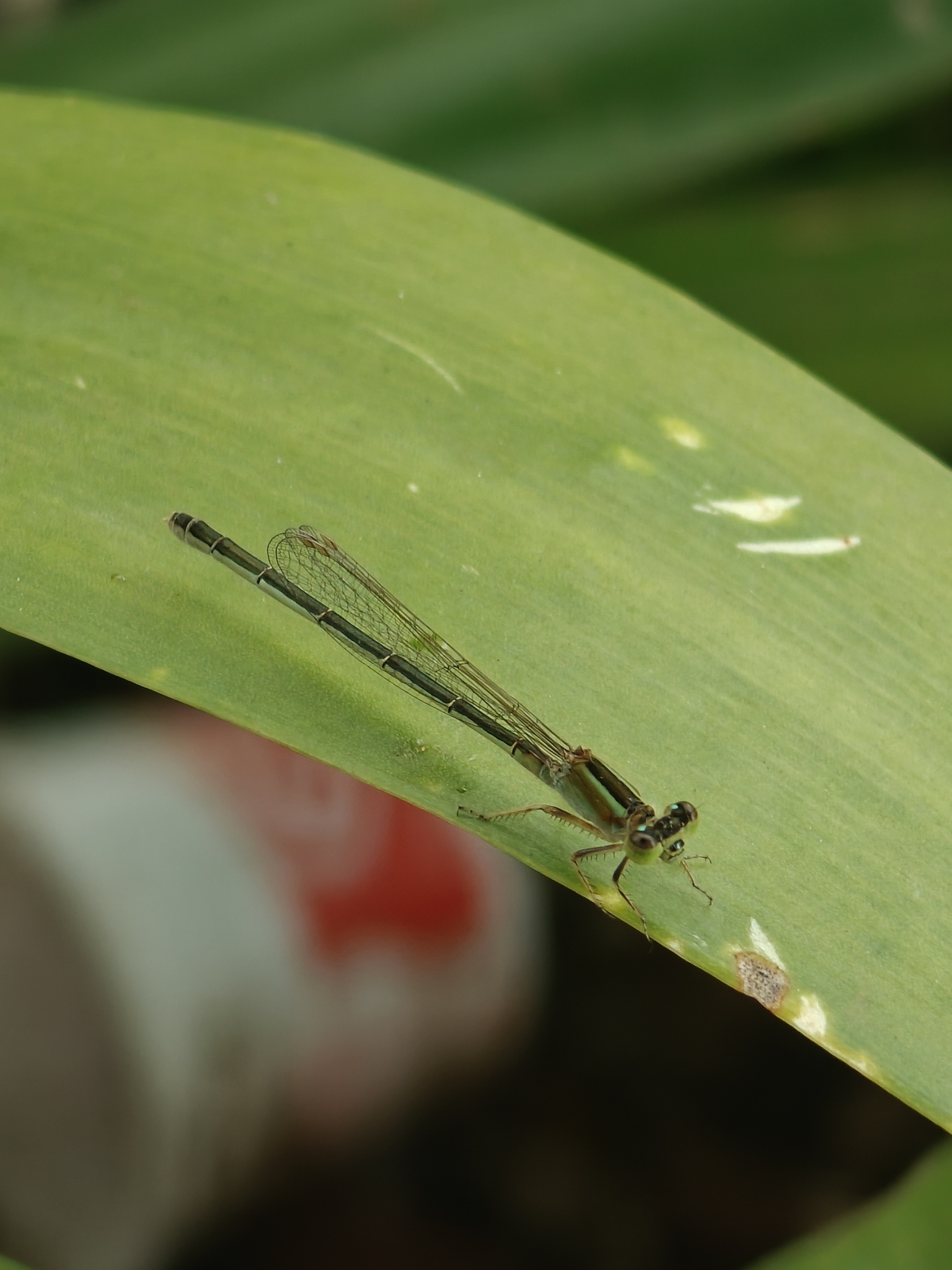 Tropical Bluetail
