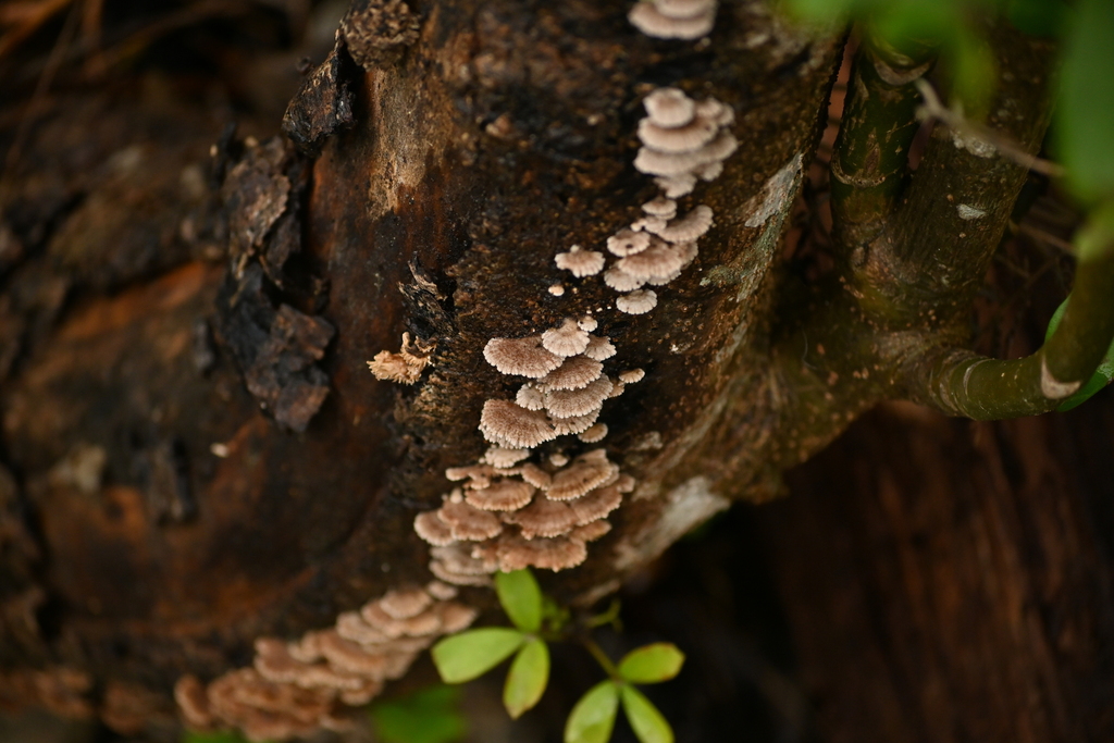 Schizophyllum commune · June 2025 · photo: © naturalist132890 (iNaturalist, CC)