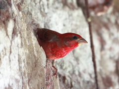 Carpodacus erythrinus