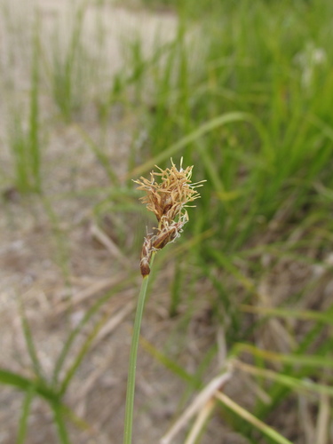 Carex pseudocuraica iNat (3)