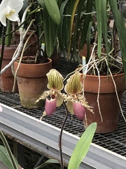 Paphiopedilum