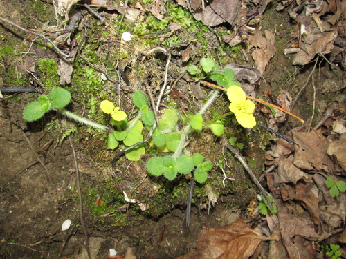 Chrysosplenium baicalense