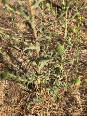 Deinandra floribunda