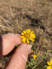 Deinandra floribunda