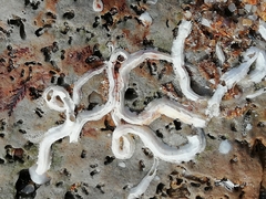 Spirobranchus lamarcki