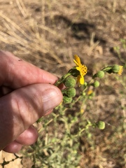 Deinandra floribunda