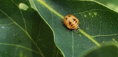 Harmonia axyridis