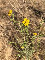Deinandra floribunda