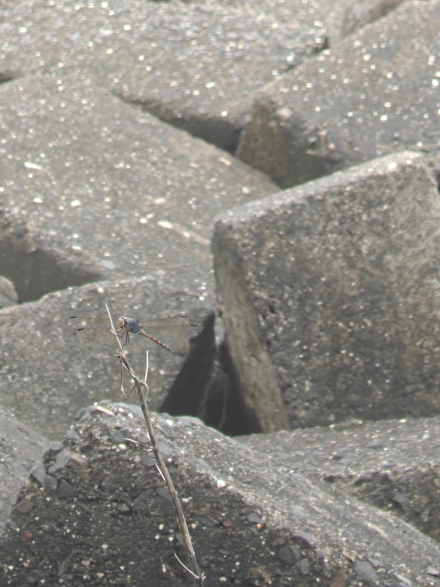 Yellow-Tailed Ashy Skimmer