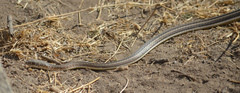 Psammophis