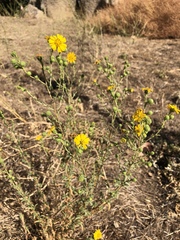 Deinandra floribunda