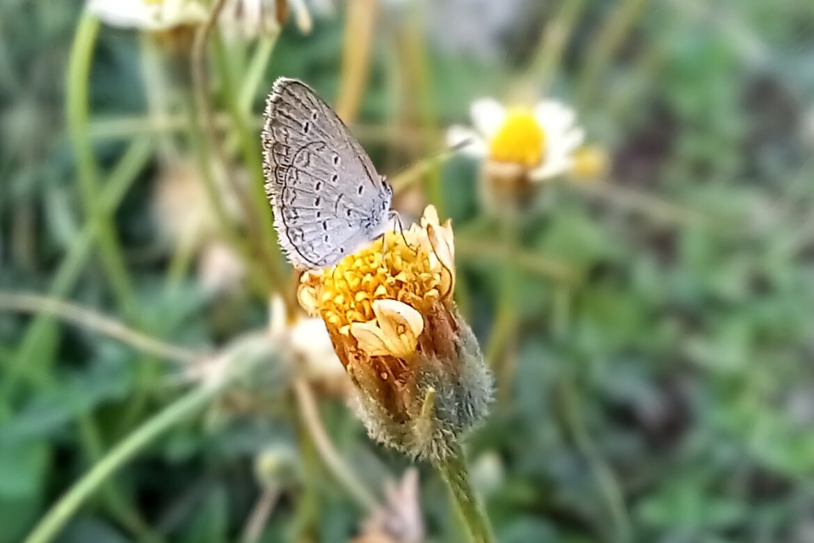 Lesser Grass Blue