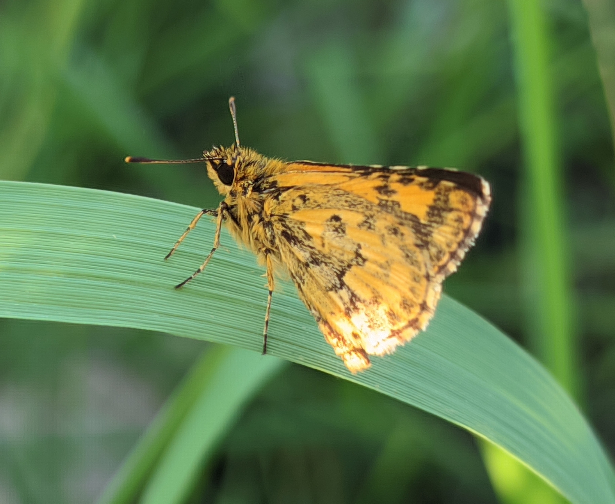 Bush Hopper