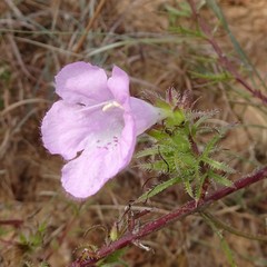 Agalinis densiflora