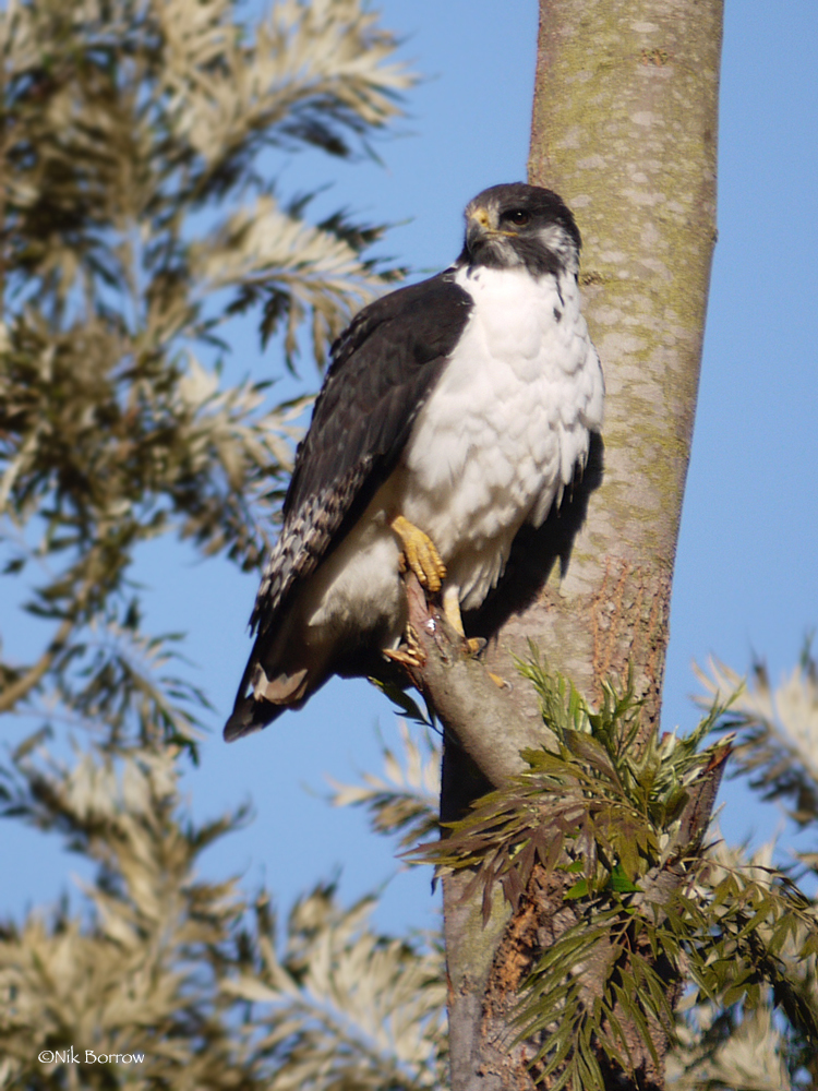 Augur Buzzard photo