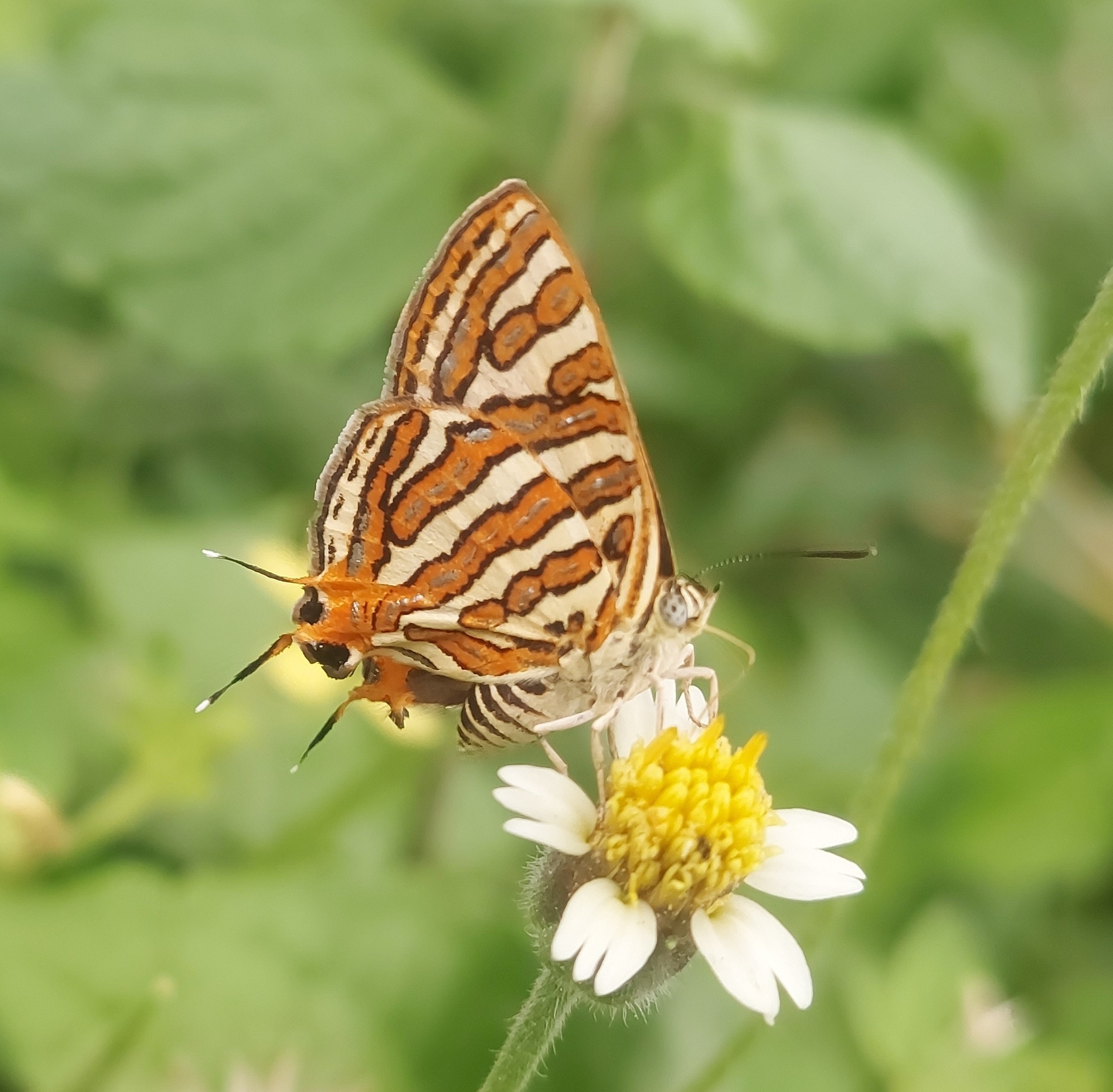Common Silverline