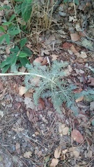Seseli dichotomum