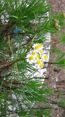Darwiniothamnus tenuifolius